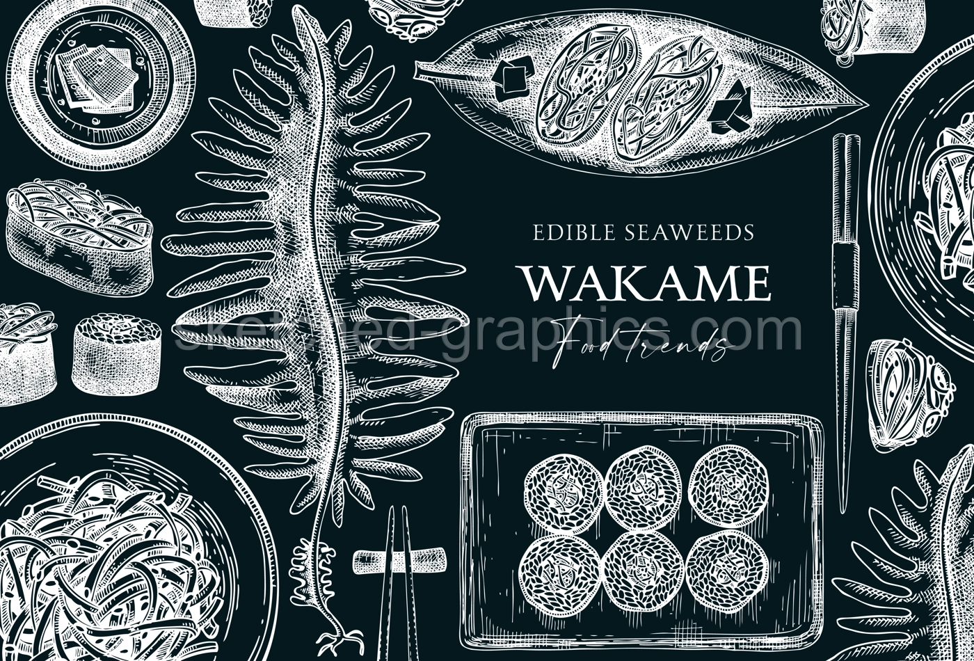 Edible seaweed background on chalkboard. Hand drawn wakame sketches. Sea vegetables vector illustrations. Japanese cuisine dishes menu. Healthy food ingredients banner in engraved style Illustration